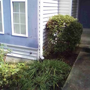Bush Trimming by Jose Landscaping. reviewed on November 20, 2024