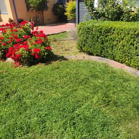 Bush Trimming by Hopper and sons landscaping LLC reviewed on August 25, 2024