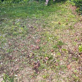 Leaf Removal by Greenworx Lawn Care reviewed on June 18, 2022