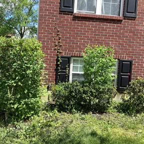 Bush Trimming by Alexis perez reviewed on May 23, 2022