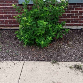 Bush Trimming by Garrison Lawn Care and Maintenance reviewed on June 13, 2025