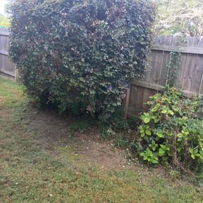 Bush Trimming by LSLTDallas/FortWorthTruGreen reviewed on August 2, 2024
