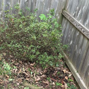 Bush Trimming by Soto Lawn Maintenance reviewed on September 24, 2020