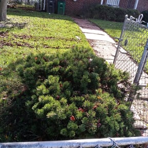 Bush Trimming by FRL Landscaping reviewed on October 24, 2024