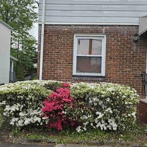 Bush Trimming by S&S Lawn Care reviewed on May 2, 2022