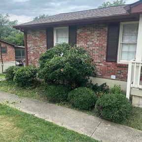 Bush Trimming by LSLTDallas/FortWorthTruGreen reviewed on September 6, 2024