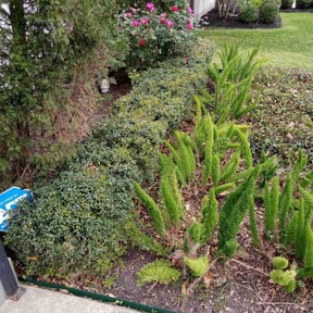 Flower Bed Weeding by Aaa Lawn and Landscape reviewed on April 16, 2022