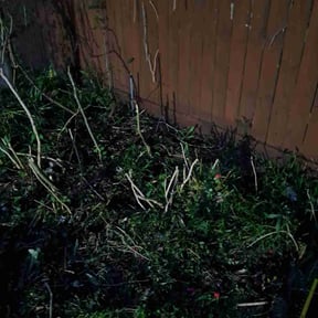 Bush Trimming by Chopped up reviewed on May 29, 2022