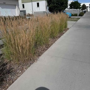Weed Pulling by A+ Student Lawn Care reviewed on March 21, 2022