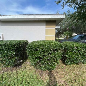 Bush Trimming by TruGreen LawnCare reviewed on May 11, 2025