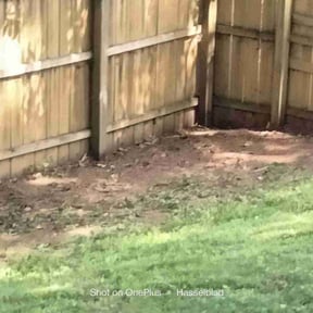 Cleanups by Peterson landscaping reviewed on August 24, 2020