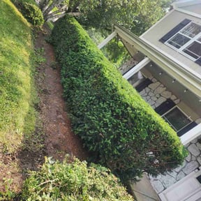 Bush Trimming by Green King reviewed on August 11, 2024