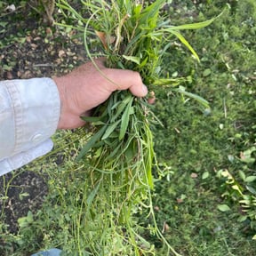 Flower Bed Weeding by Johnny Shaw reviewed on July 27, 2022