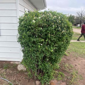 Bush Trimming by James Cloy reviewed on July 31, 2025