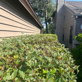 Bush Trimming by Lowcountry yard maintaince reviewed on May 20, 2022