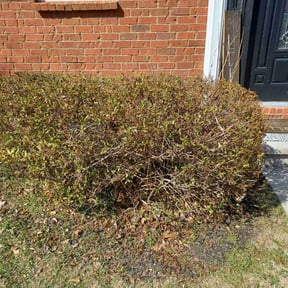 Bush Trimming by McCord Landscape reviewed on October 17, 2024