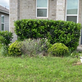 Bush Trimming by Texas Services SA reviewed on February 26, 2025