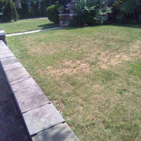 Bush Trimming by ATOE Lawn Barber, LLC reviewed on March 15, 2022