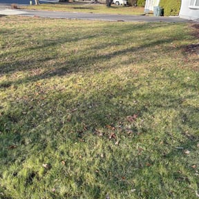 Leaf Removal by Jay Bradley reviewed on June 12, 2022