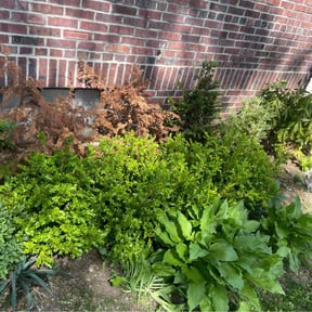 Leaf Removal by Ziolkowski Lawcare reviewed on May 4, 2022