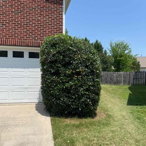 Bush Trimming by Ridgewood Landscape Management llc. reviewed on April 29, 2025