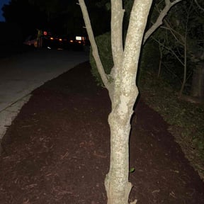 Mulching by AND Services reviewed on March 24, 2025