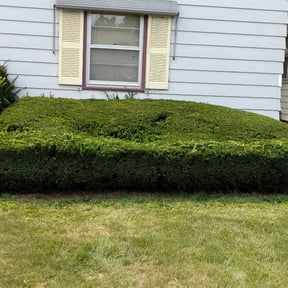 Bush Trimming by J&J Lawnz reviewed on June 16, 2022