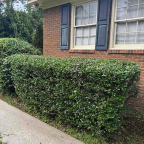 Bush Trimming by handy Jays reviewed on November 13, 2022