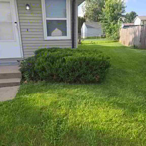 Bush Trimming by E & J Lawnz reviewed on June 28, 2022