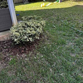 Bush Trimming by Parker Landscape & Maintenance reviewed on May 30, 2022
