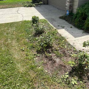 Weeding by LSLTDallas/FortWorthTruGreen reviewed on July 17, 2025