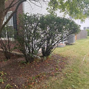 Bush Trimming by J2 Landscaping and Home Improvement reviewed on June 23, 2022