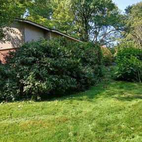 Bush Trimming by Carr Enterprises WNY reviewed on May 23, 2022