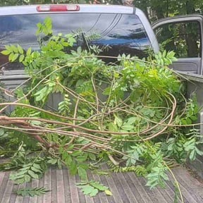 Bush Trimming by Hillscapes reviewed on July 21, 2022