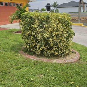 Bush Trimming by Cummings and Cummings Lawn Care reviewed on January 15, 2025