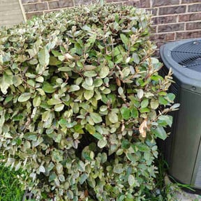 Bush Trimming by Bros lawn care 2 reviewed on July 18, 2022