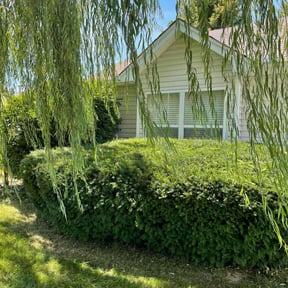 Bush Trimming by Gadsden lawncare reviewed on June 1, 2022
