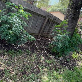 Leaf Removal by Moises Perez reviewed on April 26, 2022