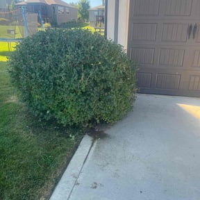 Bush Trimming by Mike's Mowing and Landscaping reviewed on December 22, 2021