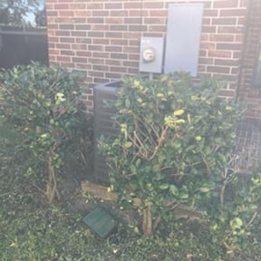 Bush Trimming by LSLTDallas/FortWorthTruGreen reviewed on October 23, 2024