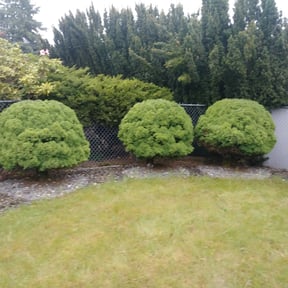 Bush Trimming by Game Time Landscaping LLC reviewed on December 10, 2024