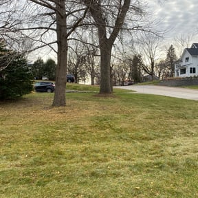 Leaf Removal by Dream Green reviewed on July 13, 2022