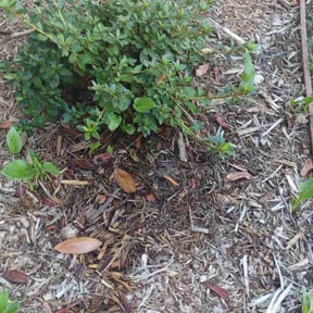 Flower Bed Weeding by Tucker Enterprises reviewed on November 15, 2021