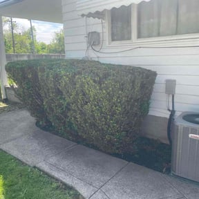 Bush Trimming by Herrera Lawn Maintenance reviewed on December 20, 2021