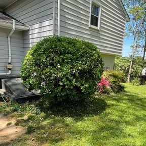 Bush Trimming by DON GENO'S L.L.C reviewed on April 27, 2022
