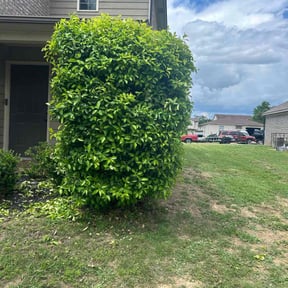 Bush Trimming by Top Turf L.L.C reviewed on August 14, 2020