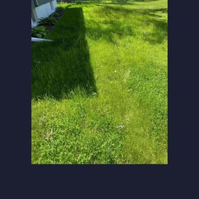 Leaf Removal by Premier lawn solutions reviewed on July 27, 2025