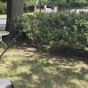 Cleanups by Harvey Handy & Lawn reviewed on May 29, 2025
