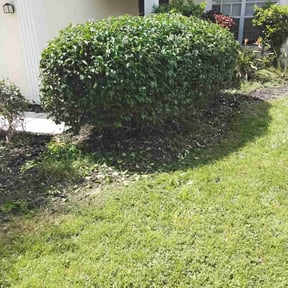 Bush Trimming by Ortega lawn services LL reviewed on April 18, 2022