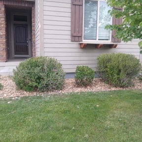 Bush Trimming by CACTUS PRIME VENTURES LTD reviewed on June 16, 2022